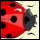 lady bugs bug
