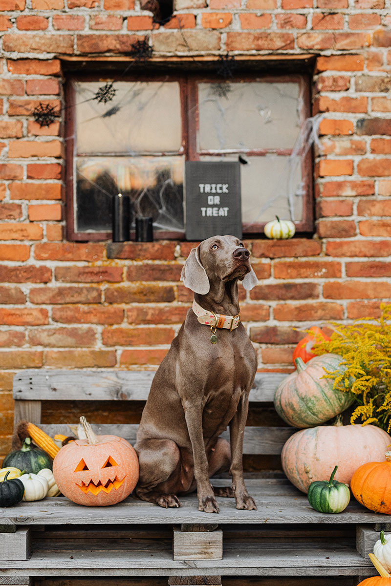 Halloween Dog